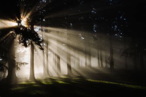 Fotos Gratis Rbol Naturaleza Bosque Ligero Niebla Noche Luz De