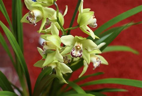 Orqu Dea Cymbidium Como Cuidar Conhe A Os Cuidados Tc