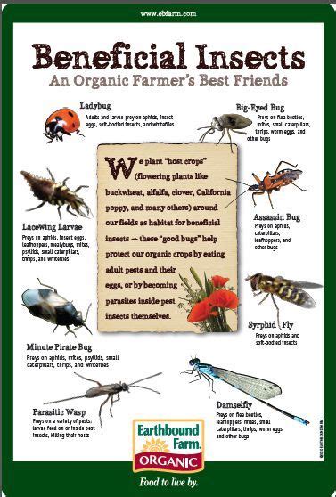 Beneficial Insects Garden Bugs Garden Insects Garden Pests Easy