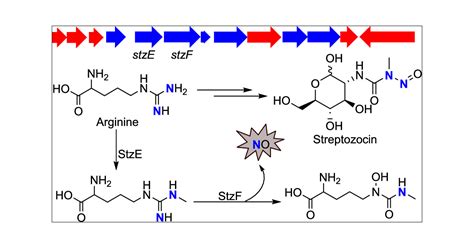 Two Enzyme Pathway Links L Arginine To Nitric Oxide In N Nitroso