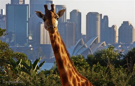 Giraffe in Taronga Zoo. In the backgound is Sydney Opera House in ...