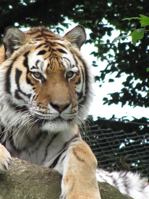 Siberian Tiger - ZooChat