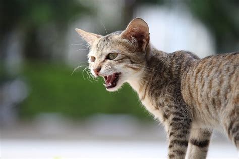 Why Do Cats Meow Yowl 10 Vet Approved Reasons Behind The Behavior