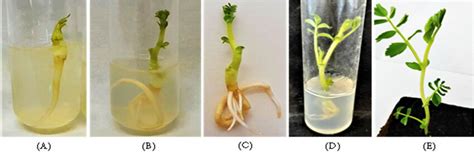 Plant Regeneration Via Somatic Embryogenesis Of The Tunisian Chickpea