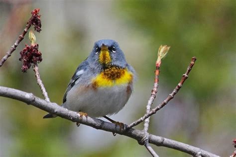 Northern Parula – birdfinding.info