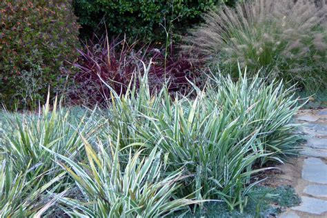 How To Prune Ornamental Grasses