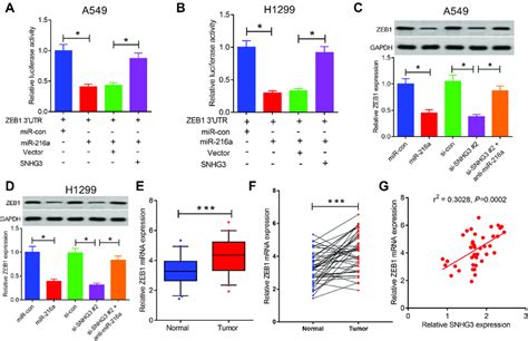 Snhg Positively Regulated Zeb Expression By Acting As A Mir A