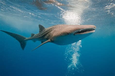 Requin-baleine - Alimentation, Reproduction et Conservation