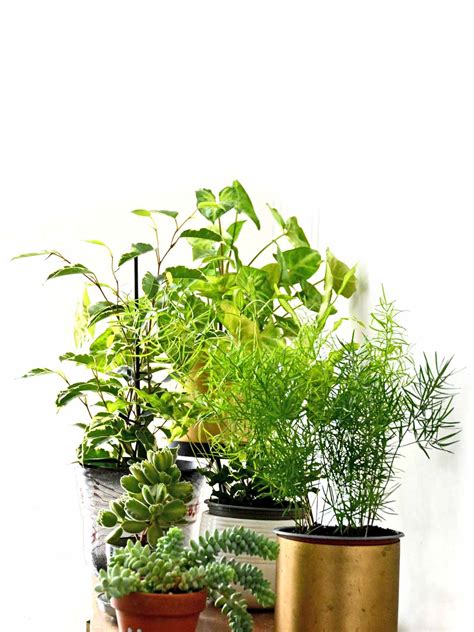 Are Houseplants Toxic To Cats Rancid Microblog Lightbox