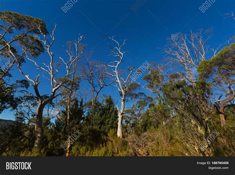 Many Tall Gum Trees Image And Photo Free Trial Bigstock