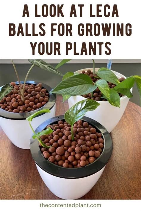 Growing In Leca Balls Pros And Cons The Contented Plant