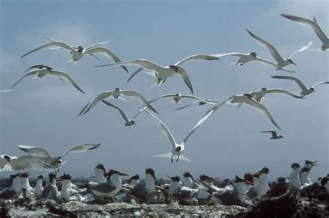 Elegant Terns Flock Returning To Nests Available As Framed Prints