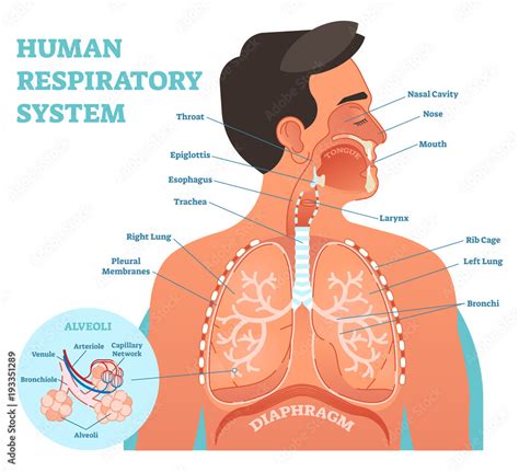 Human Respiratory System Anatomical Vector Illustration Medical