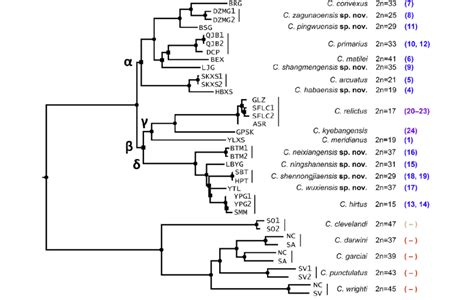 Maximum Likelihood Ml Tree Derived From Analysis Of Combined Data 12s