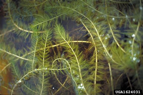 Eurasian Watermilfoil : Finger Lakes PRISM