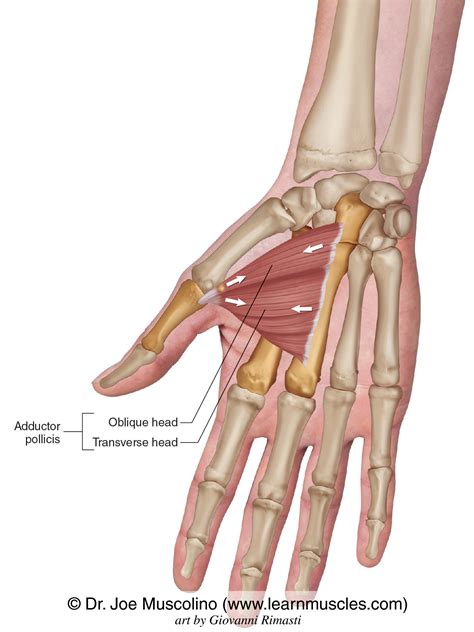 Adductor Pollicis Learn Muscles