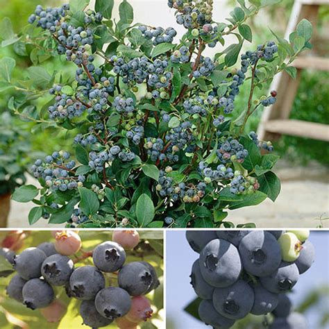 The Complete Blueberry Selection Yougarden