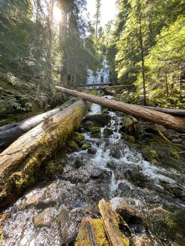 Best 10 Hikes And Trails In Willamette National Forest Alltrails