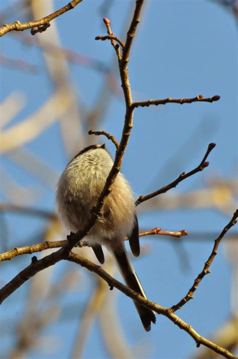 Un chemin au soleil L orite ou mésange à longue queue