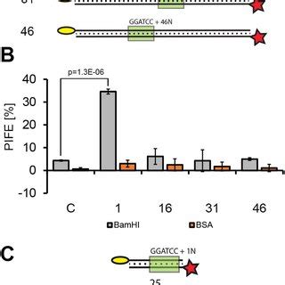 Detection Of BamHI DNA Interaction By MwPIFE A Scheme Of DNA Probes