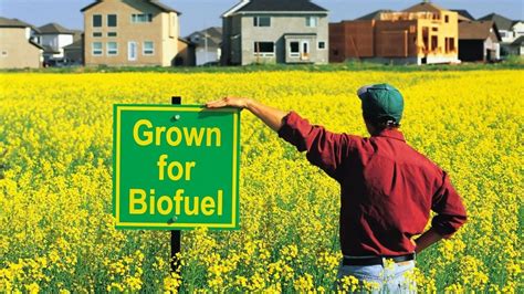 Tanaman Yang Menjadi Sumber Biofuel Adalah Studyhelp