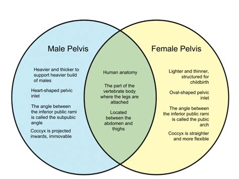 What Are The Main Differences Between A Male And Female Pelvis At Linda Weldon Blog