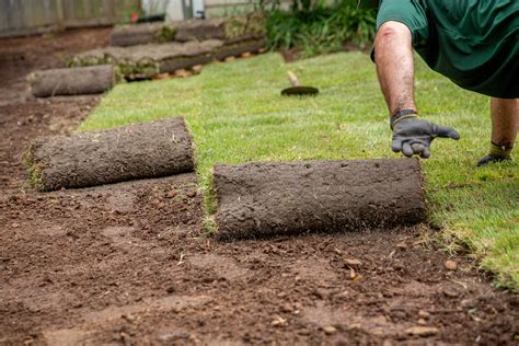 Proper Planting The Lawn Institute