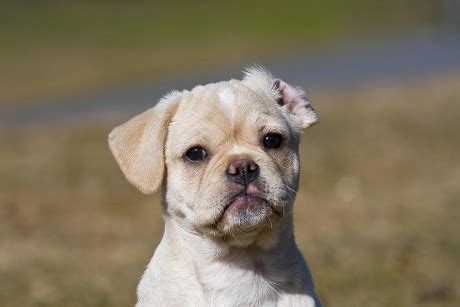 42 Crossbreeding Stock Pictures, Editorial Images and Stock Photos | Shutterstock