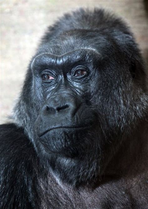 Colo First Gorilla Born In Captivity And Possibly The Oldest Gorilla