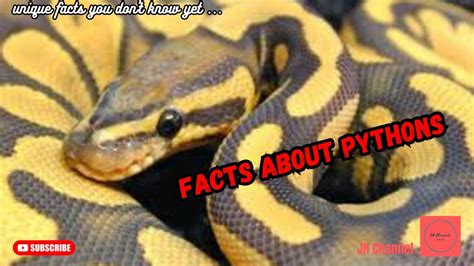 6 Unique Facts About Pythons Unique Facts You Don T Know Yet Youtube