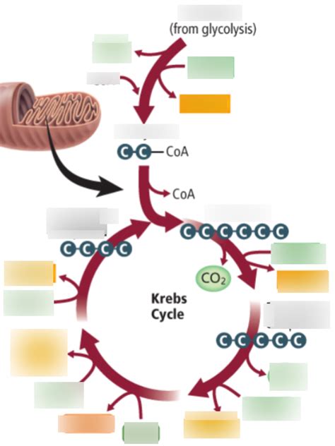 Biology- Kreb Cycle Diagram | Quizlet