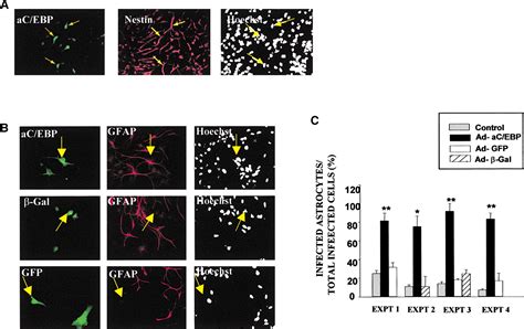 An Essential Role For A MEK C EBP Pathway During Growth Factor