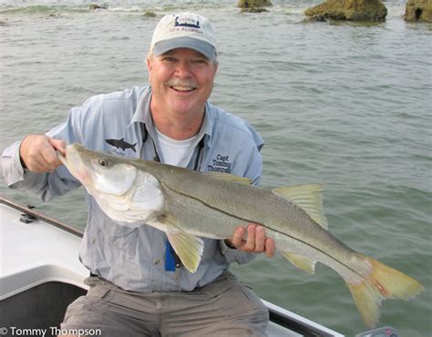 Snook On The Big Bend You Bet Provided We Have A Warm Winter Visit