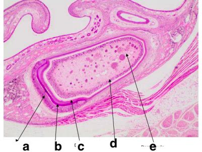 Oral Cavity Flashcards Quizlet