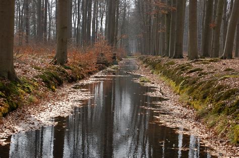 Wallpaper Wood Tree Water Reflections X Hd