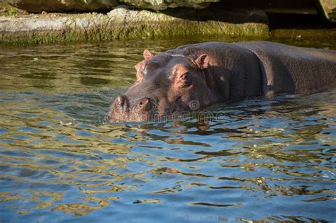 Beautiful Hippopotamus Portrait In The Water Stock Image Image Of