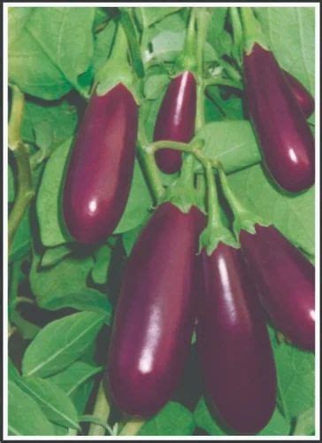 Natural Green F Hybrid Brinjal Seeds Seed Man Packaging Type Bag