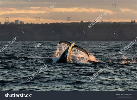 Humpback Whale Breaching Sunset Sydney Australia Stock Photo 2217403845 | Shutterstock