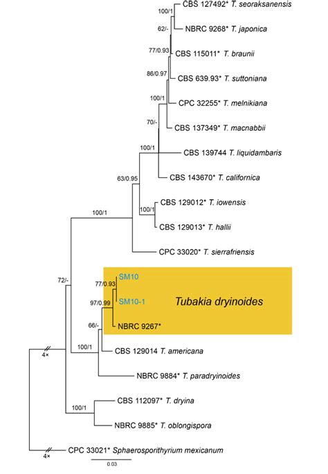 Figure A Phylogram Generated From Raxml Analysis Based On Combined