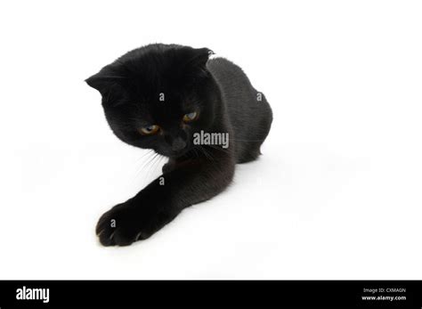 Pouncing Cat Hi Res Stock Photography And Images Alamy