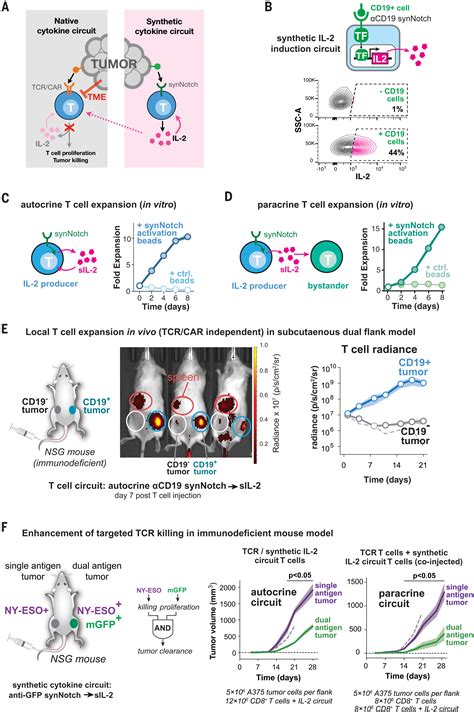 Synthetic Cytokine Circuits That Drive T Cells Into Immune Excluded