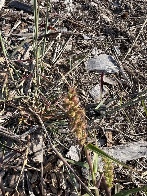 Southern Sandbur From Moreton Bay Marine Park Banksia Beach Qld Au