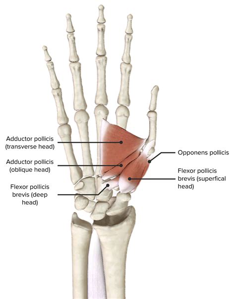 Mano Anatomía Concise Medical Knowledge