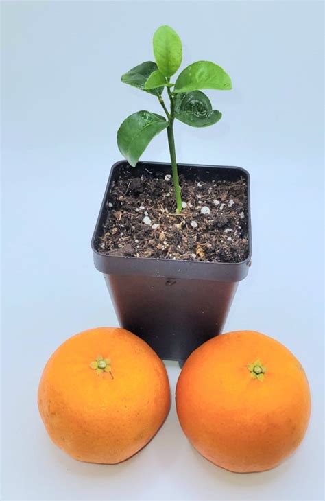 Orange Seedling