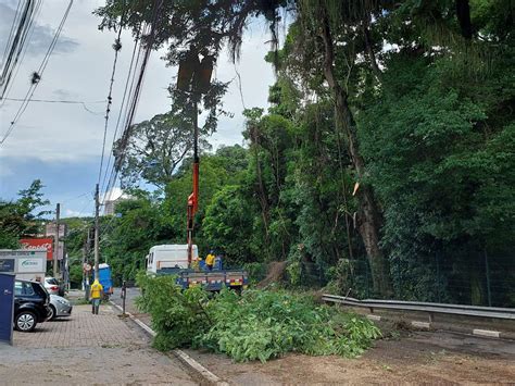 Comdema Contesta Laudo Que Condenou Rvores Do Bosque Cbn