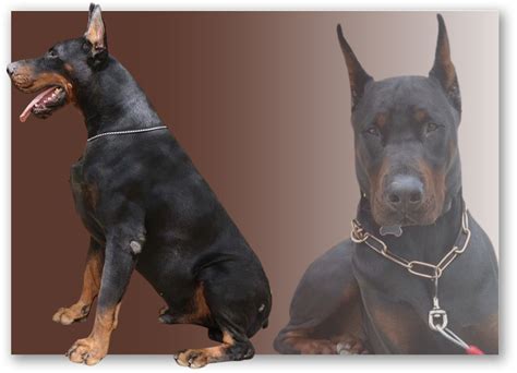 ¿es El Doberman Gigante De Pura Raza 👉 Perrodoberman