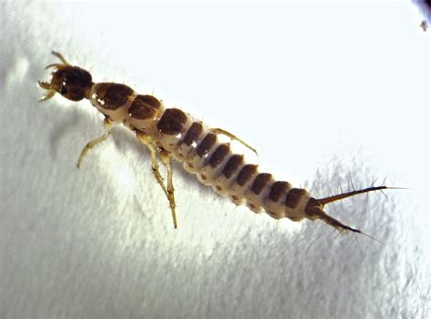 Water Beetle Larvae