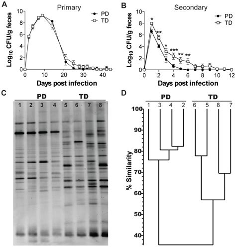 A Shedding Of C Rodentium In The Feces Following A Primary Infection