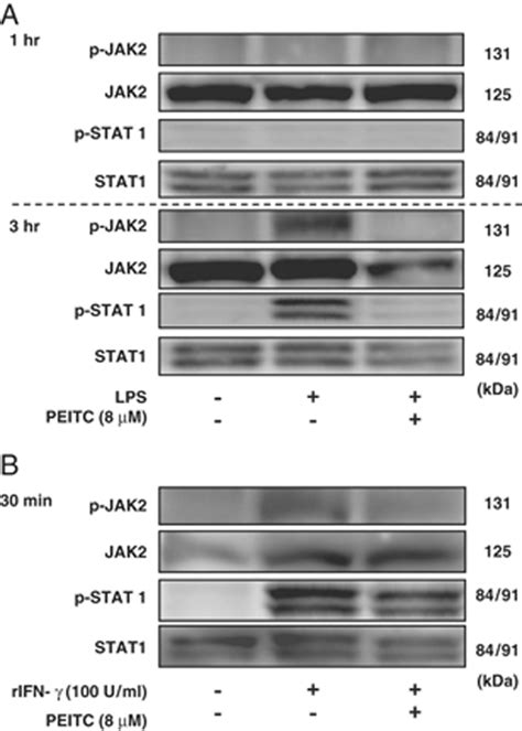 Phenethyl Isothiocyanate Suppresses Nitric Oxide Production Via