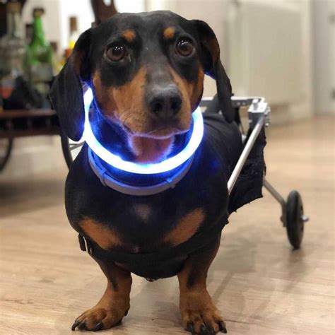 Top 5 Best Led Dog Collars On Amazon Perro Pup